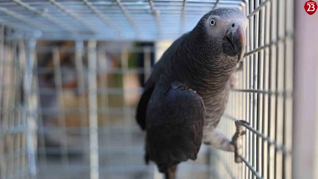 Elazığ'da 'Kübra' diye seslenen papağan bulundu, sahibine ulaşılmaya çalışılıyor