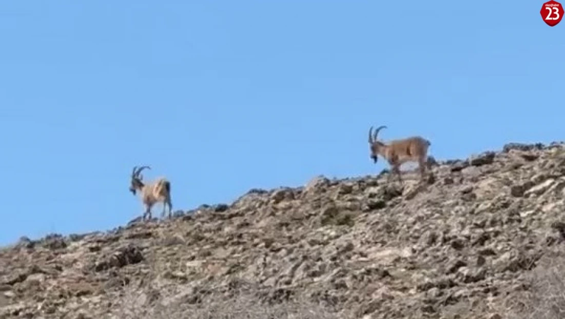 Elazığ’da Koruma Altındaki Dağ Keçileri Kayalıklarda Görüntülendi