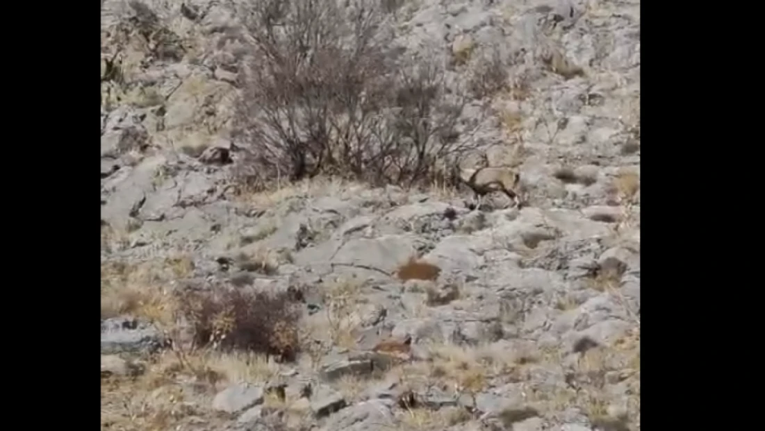 Elazığ’da Nadir Görülen An: Dağ Keçileri Sarp Kayalıklarda Görüntülendi