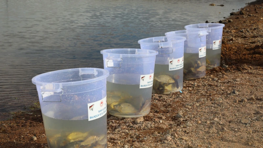 Elazığ’da Su Kaynakları Canlanıyor: Kalecik Barajı’na 11 Bin 800 Sazan Yavrusu Bırakıldı