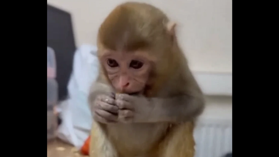 Elazığ’da Yakalanan Makak Maymunu Yavrusu Koruma Altına Alındı