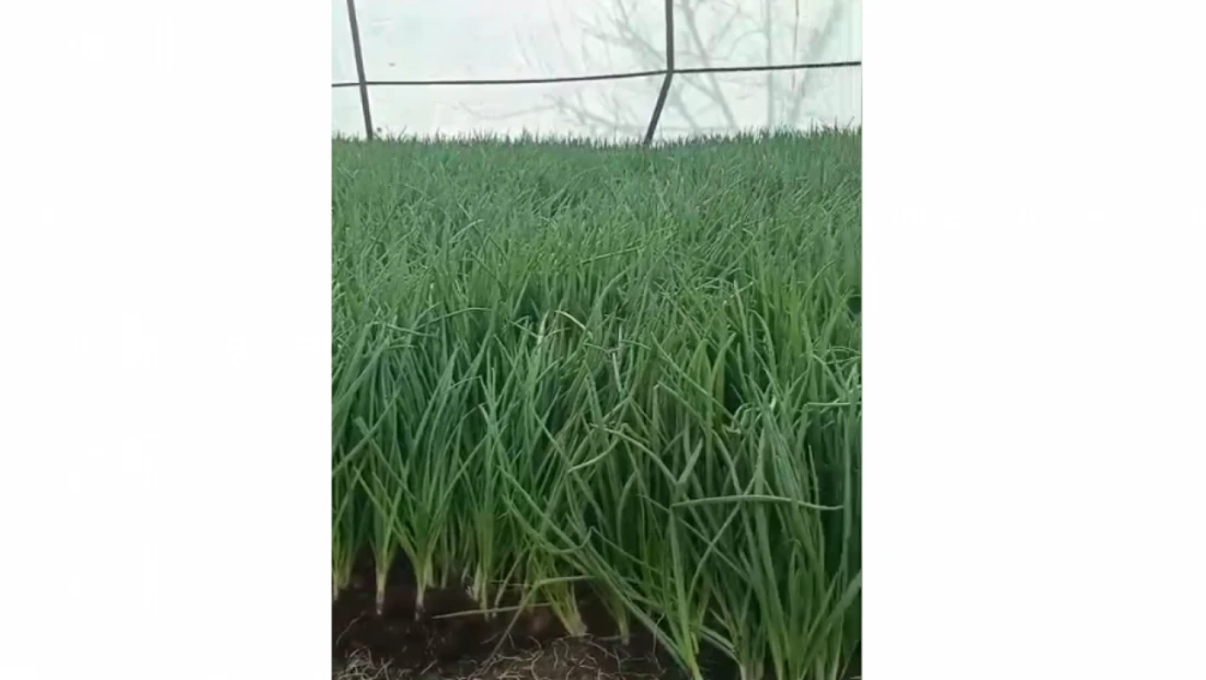 Elazığ’ın Alibey Köyü’nde Yeşil Soğan Hasadı Başladı