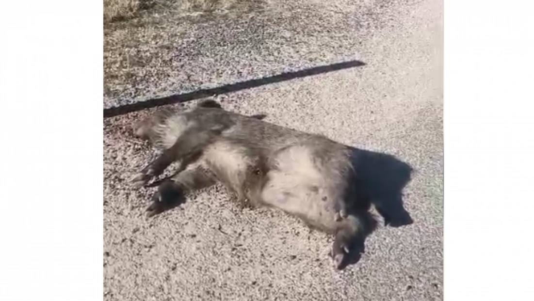 Elazığ–Pertek Yolunda Yaban Domuzu Ölü Bulundu