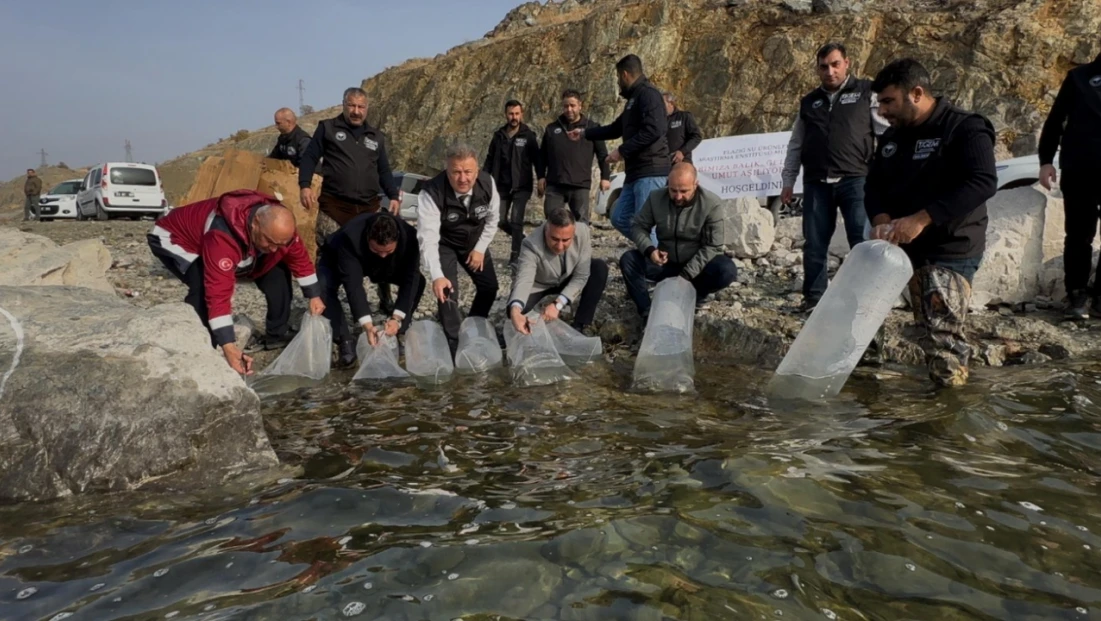 Karakaya Barajı’na 420 Bin Balık Yavrusu Bırakıldı