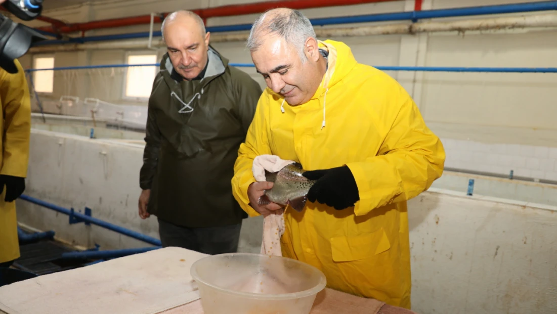 Keban Su Ürünleri Üretim İstasyonunda Alabalık Sağımı Aralıksız Sürüyor