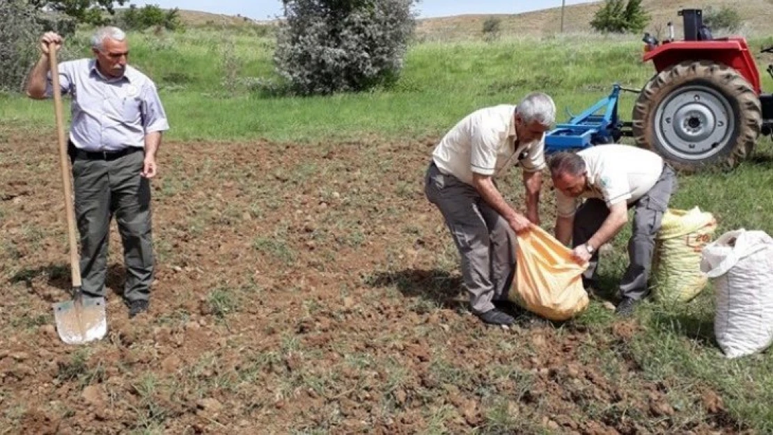 240 Bin TL Ceza Kesilen, Salep Soğanları Tekrar Toprakla Buluştu