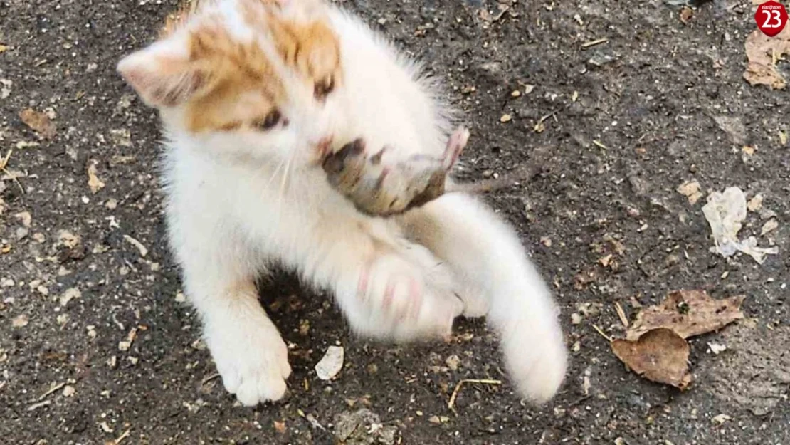 'Kedinin fareyle oynadığı gibi oynamak' deyimi Kovancılar'da hayat buldu