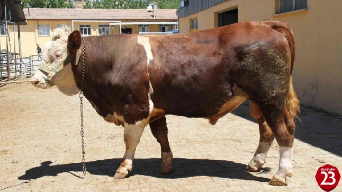 1 ton 200 kiloluk 'Kral' alıcısını bekliyor