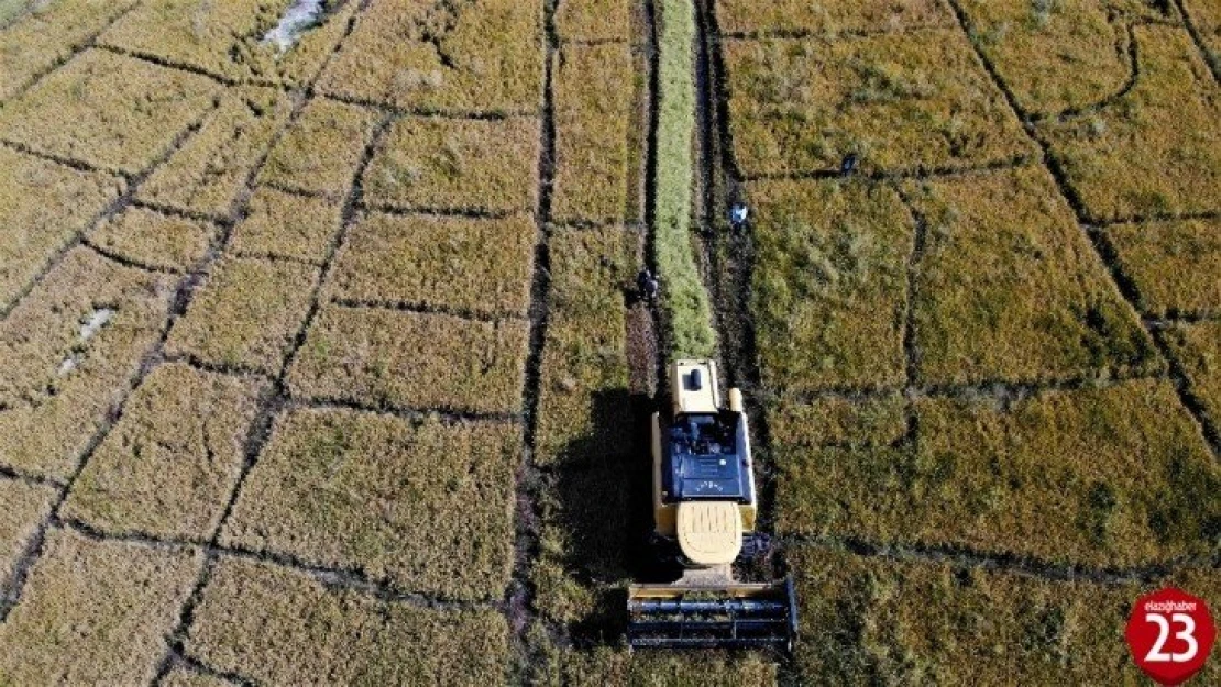 150 gün suyun içinde yetişen pirinçte hasat zamanı