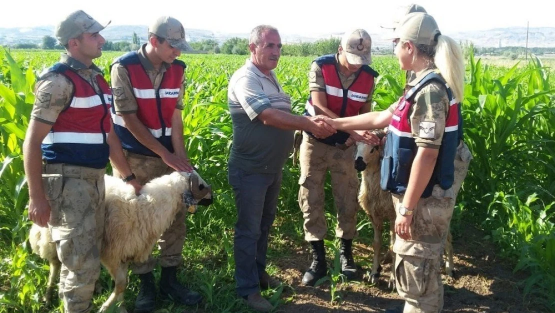 Elazığ'da Jandarma Kaybolan Kurbanlıkları Drone İle Buldu