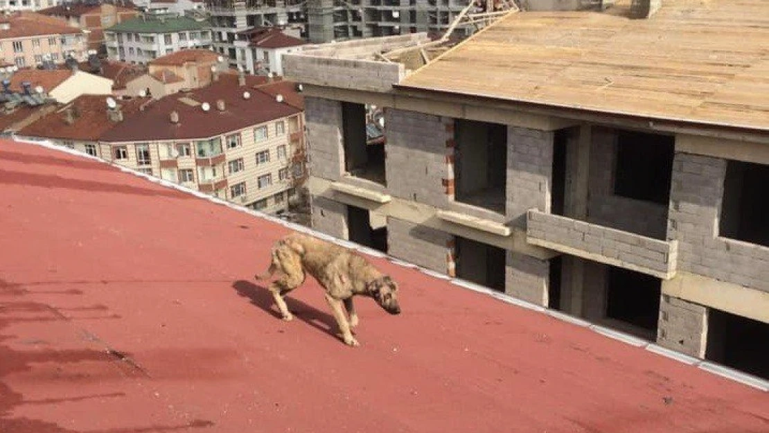 O Köpek Oraya Nasıl Çıktı, Çatıda Mahsur Kalan Köpek Kurtarıldı