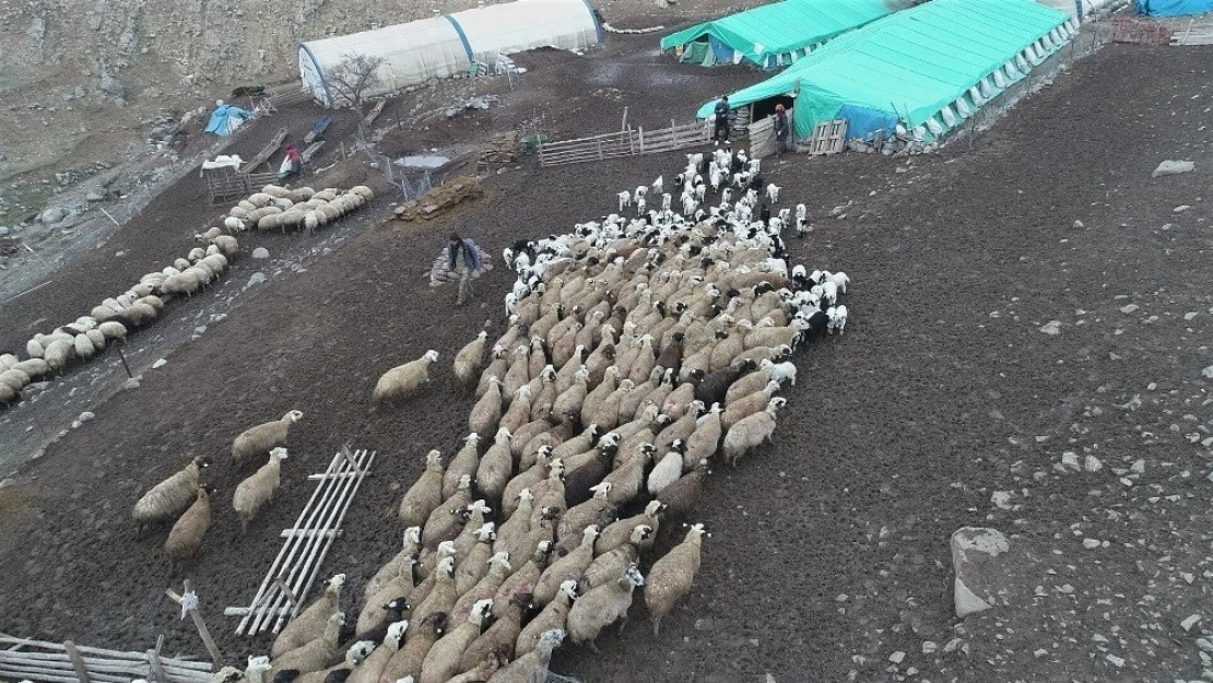 Şahinkaya Köyünde Koyun ve Kuzuların Renkli Buluşması