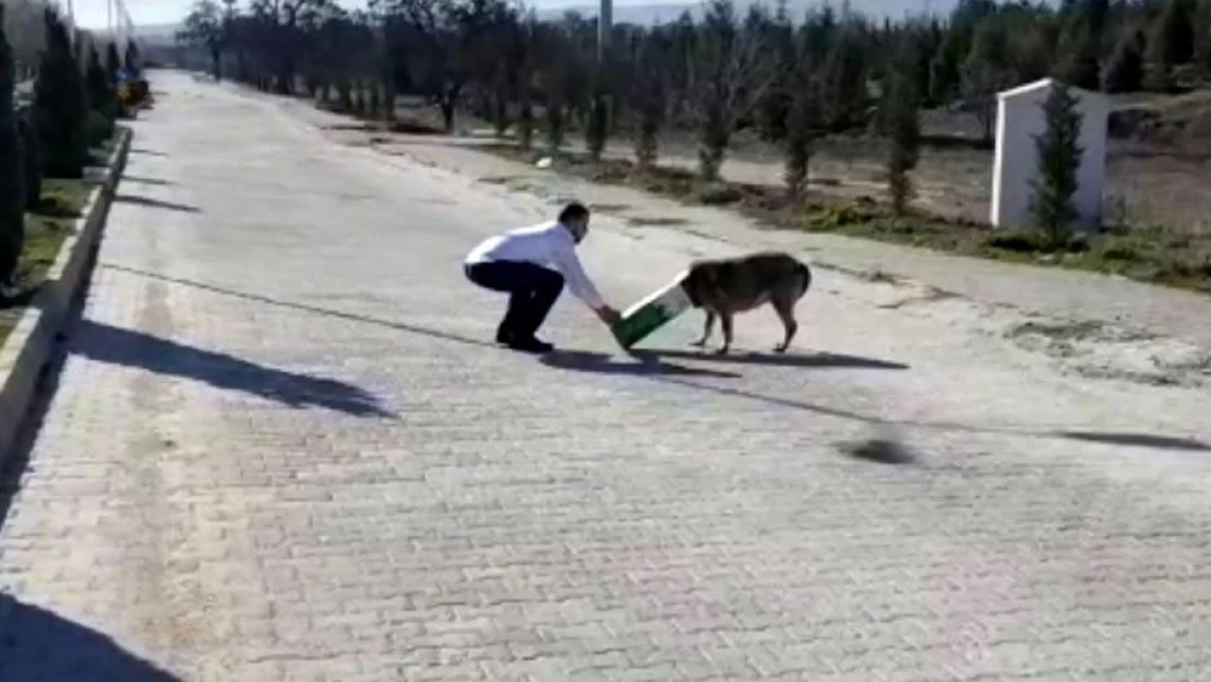 Başına Karton Kutu Sıkışan Köpeği, Bakın Nasıl Kurtardılar