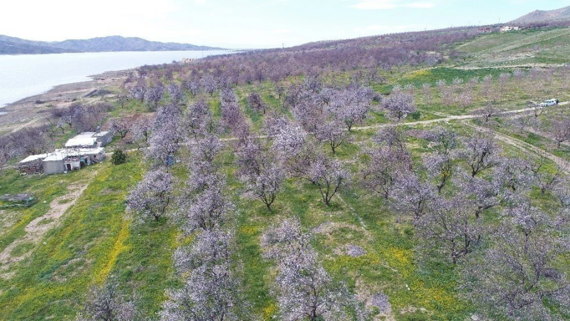 Baskil'de Kayısı Ağaçları Gelinliğini Giydi