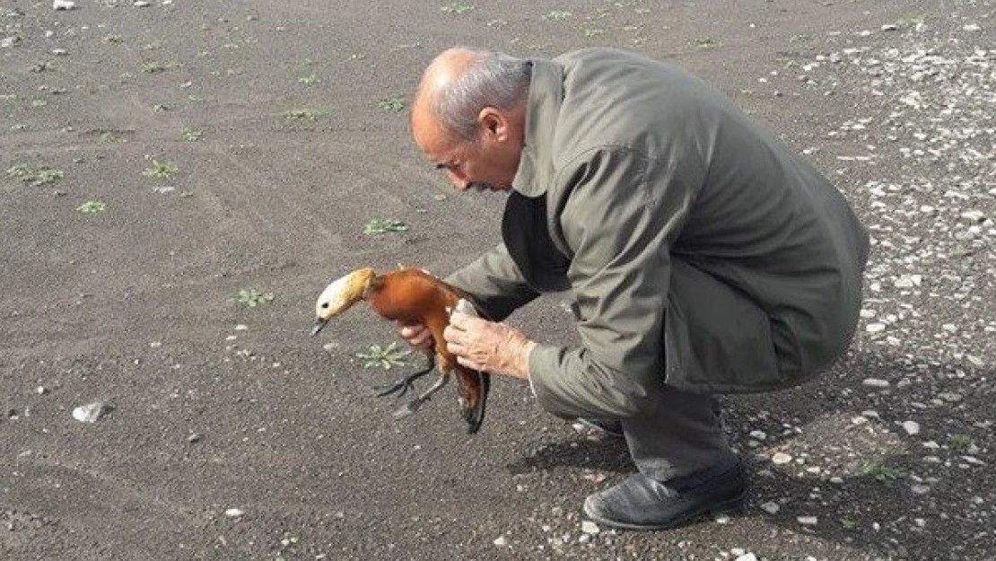 Tedavisi Yapılan Angıt Kuşu Doğaya Bırakıldı