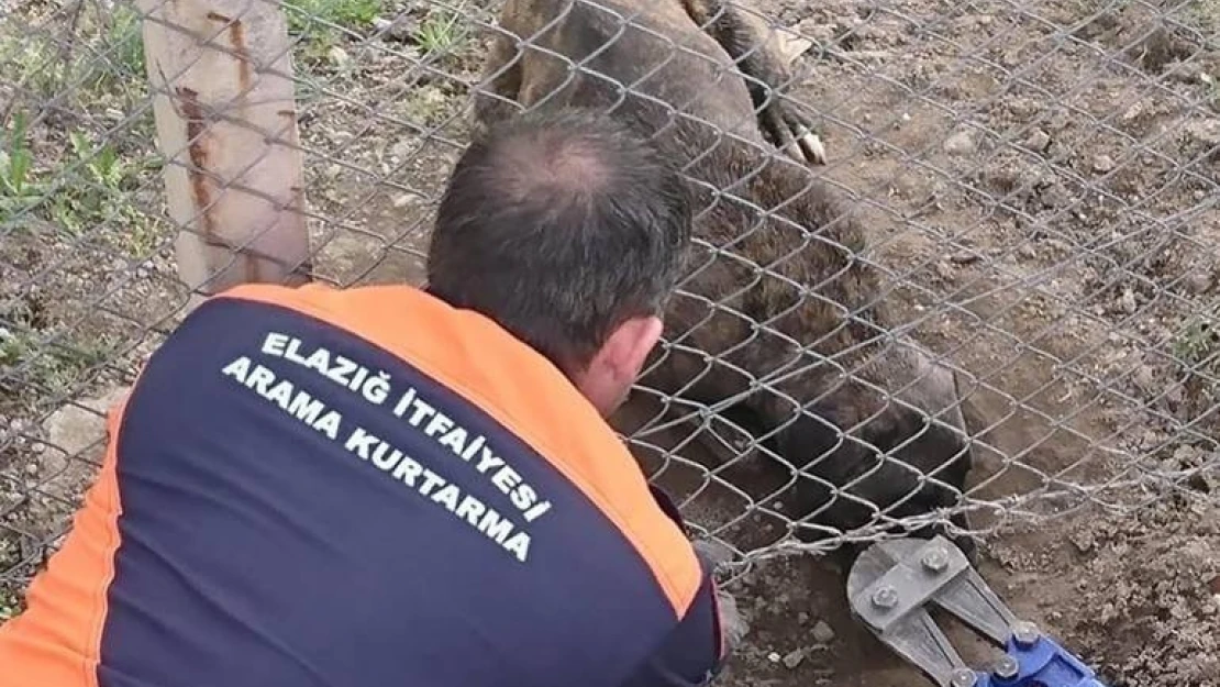 Tellere Sıkışan Köpeği İtfaiye Kurtardı