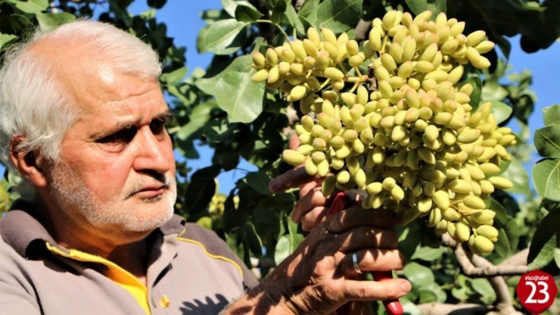 Elazığ'da 26 Yıl Önce Hobi Olarak Diktiği Fıstık Ağaçları Gelir Kaynağı Oldu