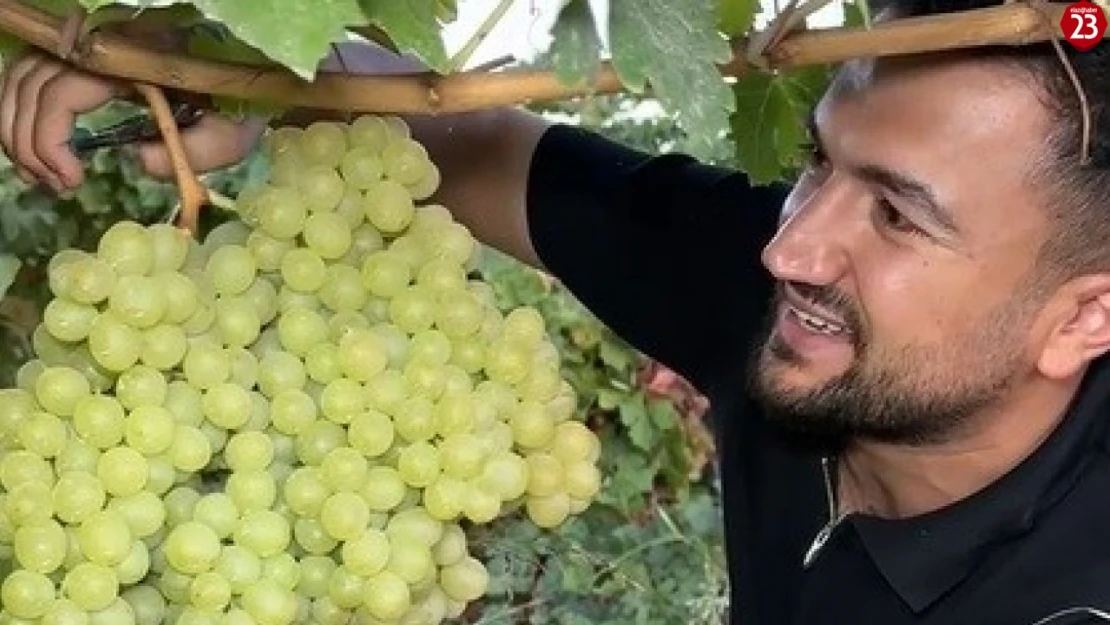 5 kiloluk üzüm salkımı görenleri hayretler içerisinde bıraktı