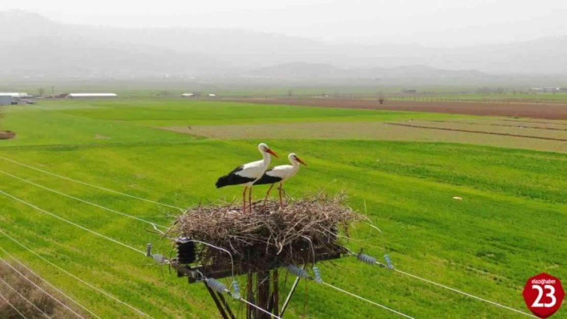 Yurtbaşında 60 Yıldır Aynı Direğe Yuva Yapıyorlardı, Bu Yıl Yine Geldiler