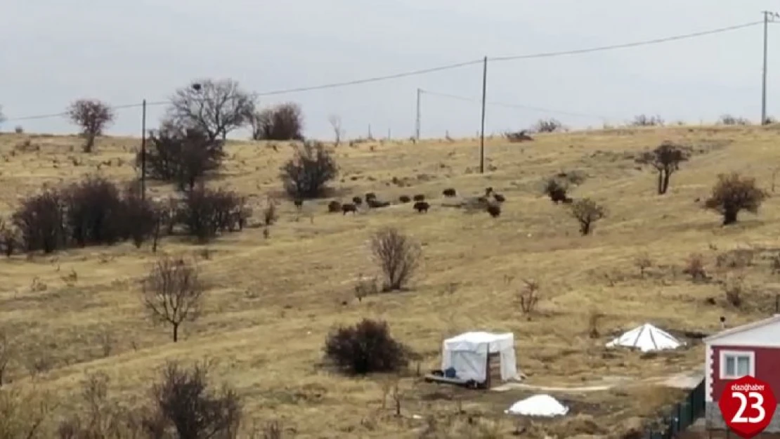 Aç Kalan Domuz Sürüsü Şehir Merkezine İndi