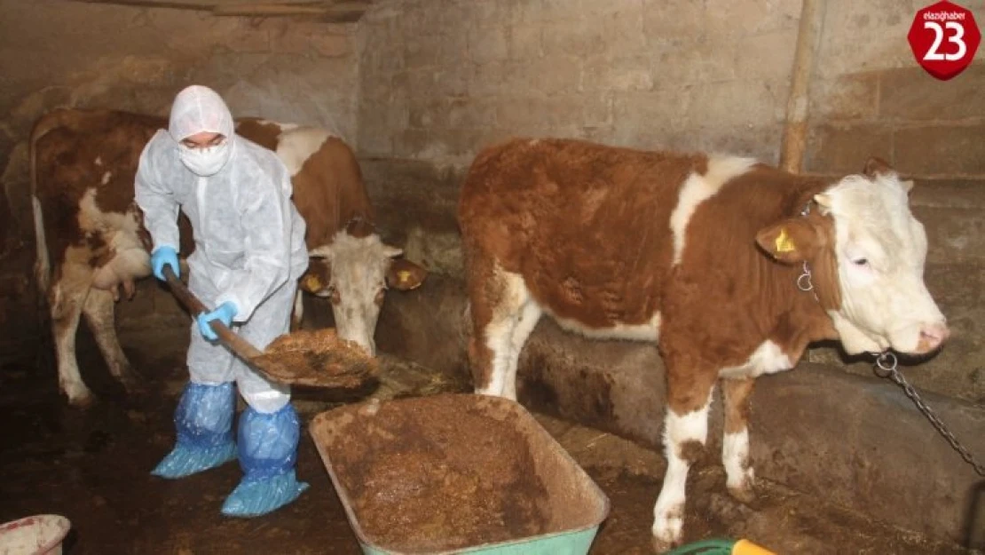 Aile karantinaya alındı, hayvanlarına Vefa ekibi bakmaya başladı