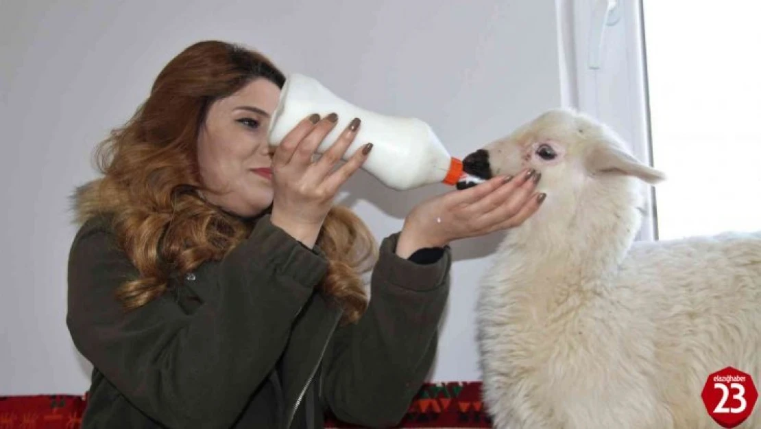 Annesi Ölen Kuzuya Rıfkı Adını Verdi ve Elleriyle Besliyor