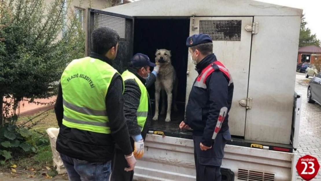 Aracın Arkasına Bağlanıp Eziyet Edilen Köpek Bakıma Alındı