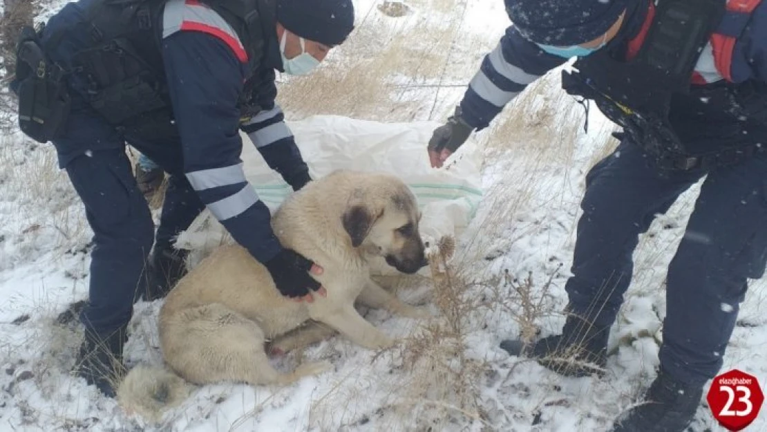 Aracın çarptığı köpeği, jandarma hayvan hastanesine ulaştırdı