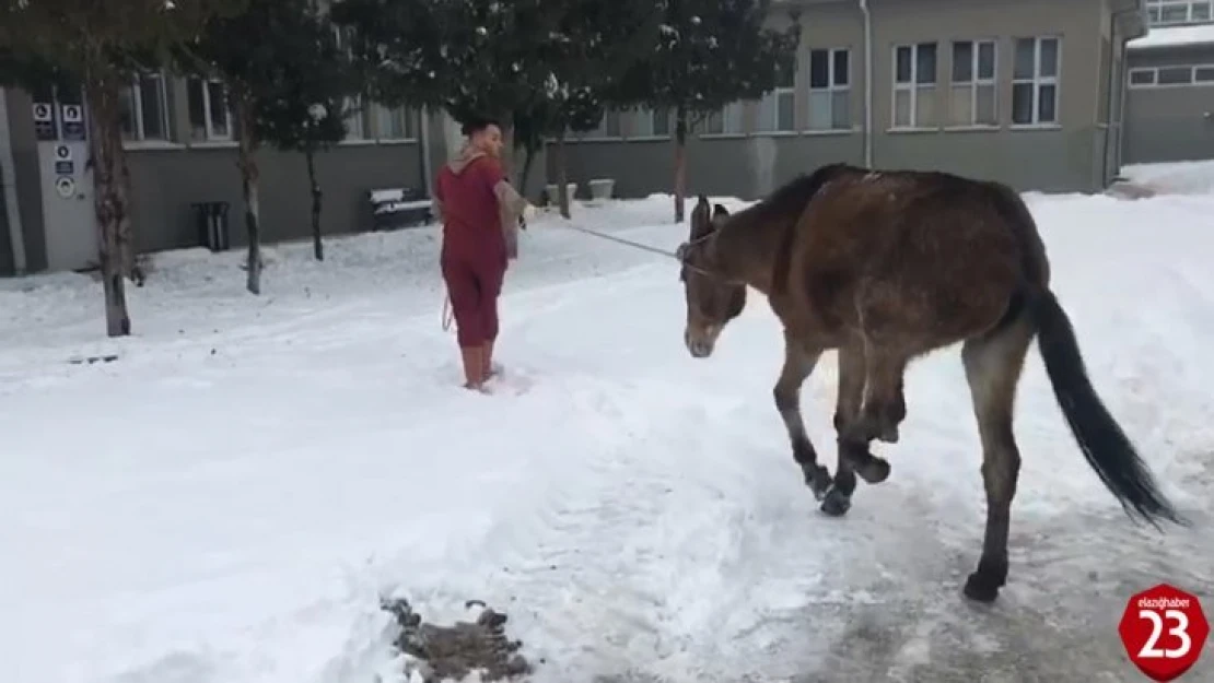 Ayağı kırılan katıra vatandaşlar sahip çıktı