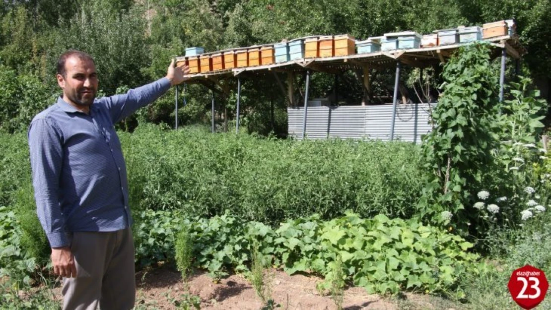 Arı Kovanlarını Ayılardan Korumak İçin Bakın Ne Yaptı