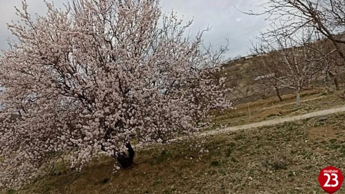 Baskil'de badem ağaçları çiçek açtı