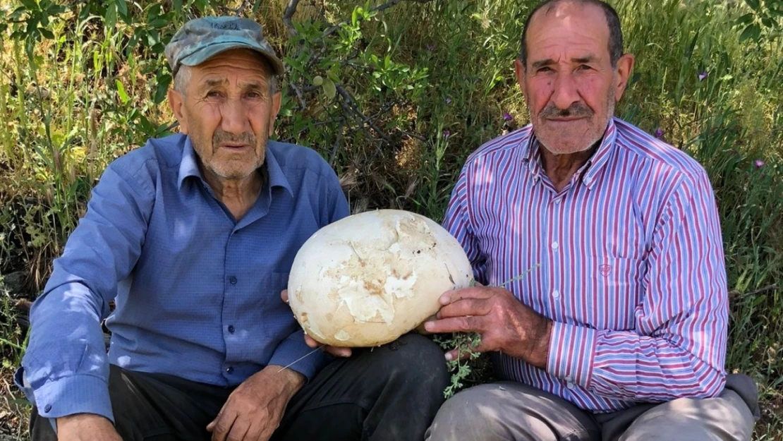 Baskil'de Bir Kişi 4'er Kilogram Ağırlığında 2 Meşe Mantarı Buldu