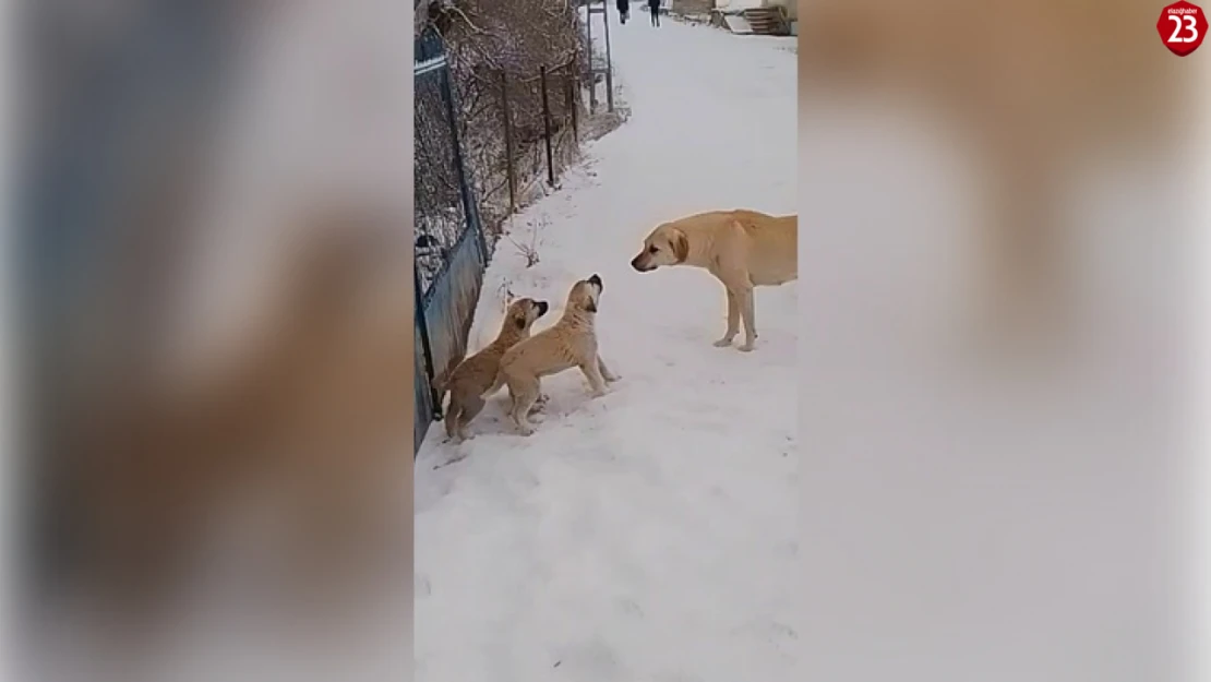 Baskil'de İki Yavru Köpek, Dört Sokak Köpeğine Kafa Tuttu!