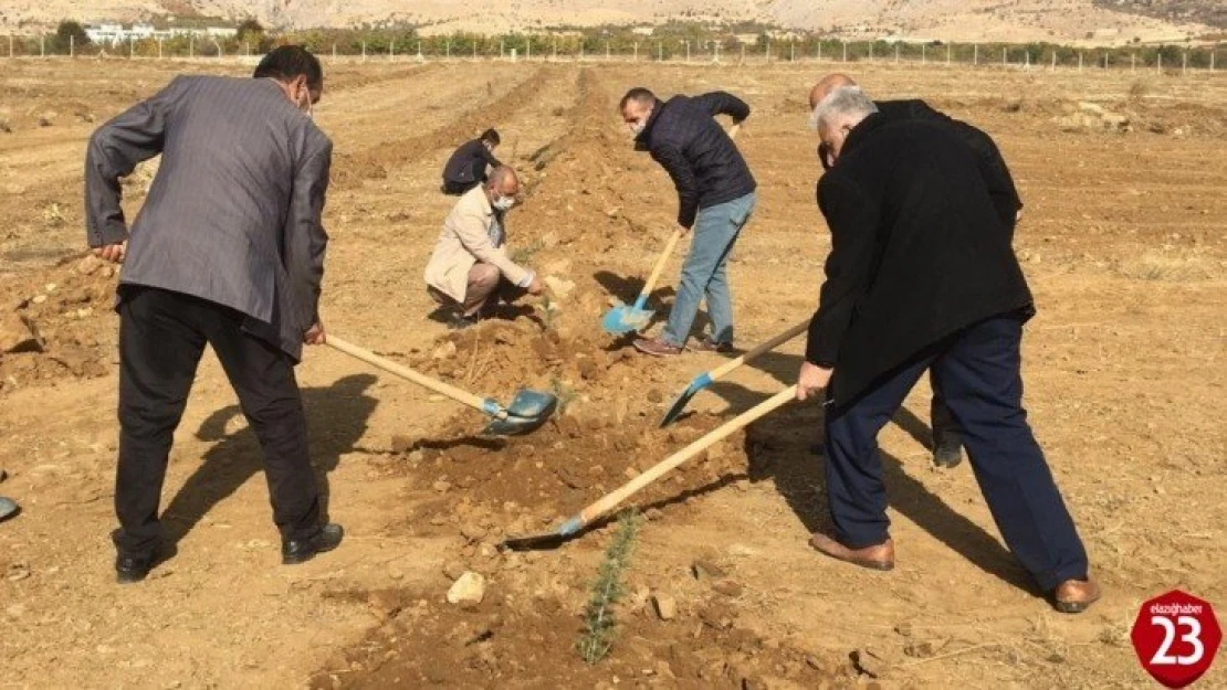 Baskil MYO kampüsüne 2 bin 160 fidan dikildi