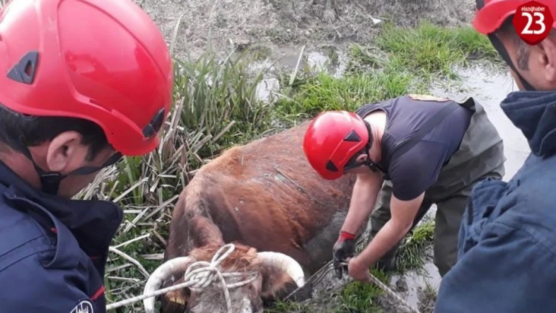 Bataklığa saplanan inek kurtarıldı