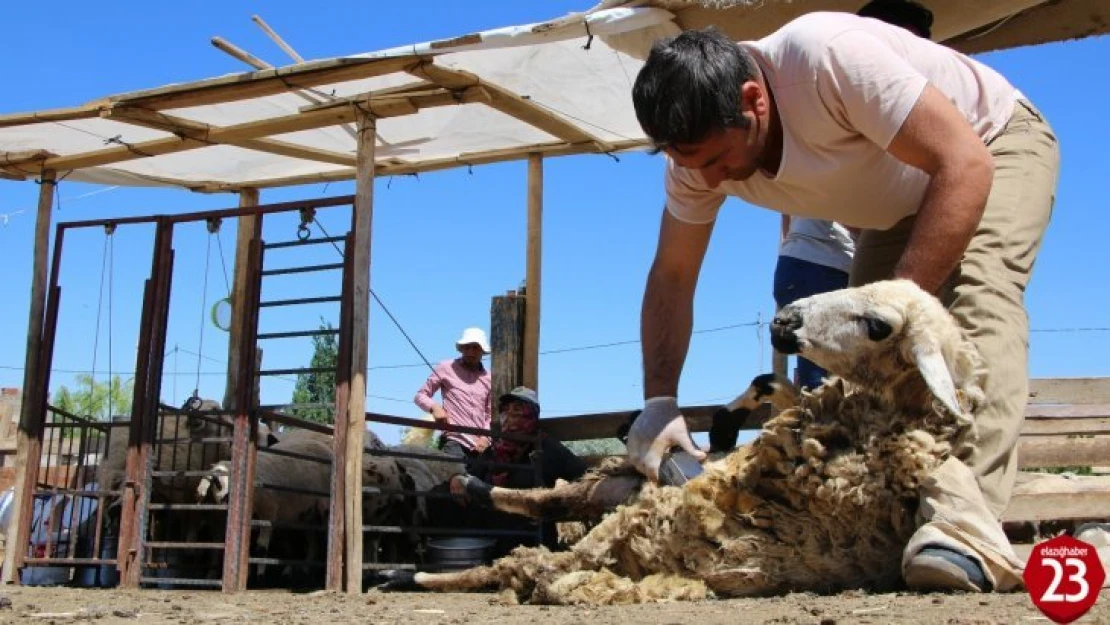 Besicilerin koyun kırkma mesaisi başladı