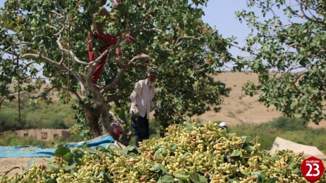 Elazığ'da Ürettiği Antep Fıstıkları ABD ve Avrupa Ülkelerine İhraç Ediyor