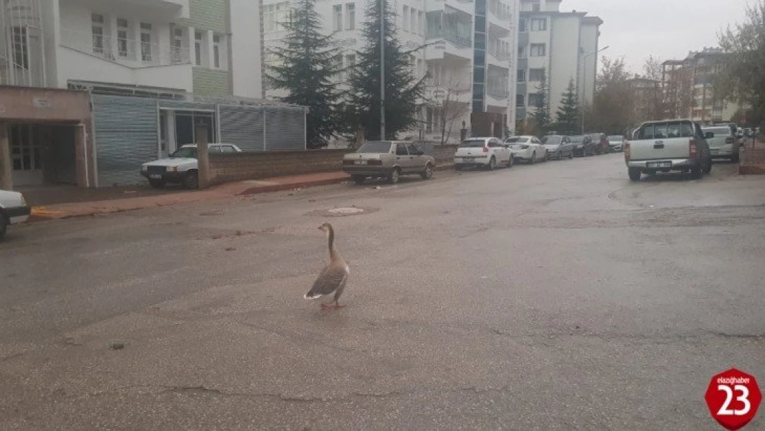 Boş sokakta kaz gezintiye çıktı