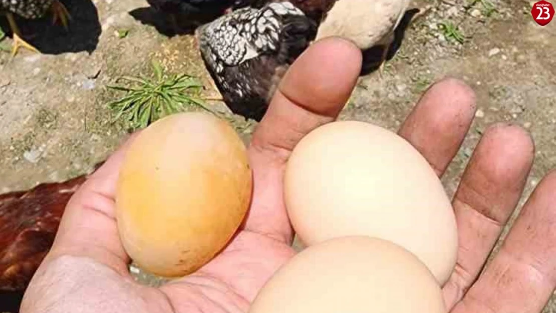Elazığ'da Şaşkına Çeviren Olay: Tavuk Kabuksuz Yumurta Yumurtladı!