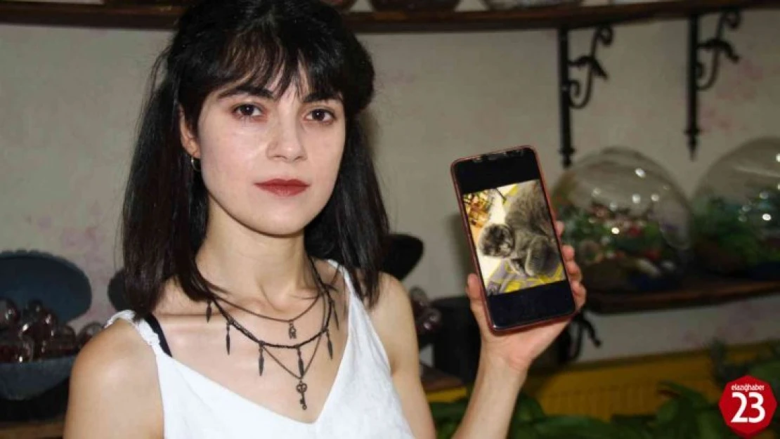 Çalınan kedisi için seferber oldu, geri getirirlerse şikayetçi olmayacak