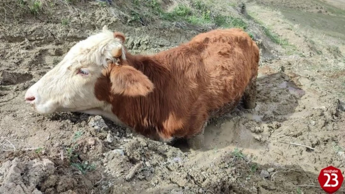 Çamura saplanan ineği vatandaşlar kurtardı