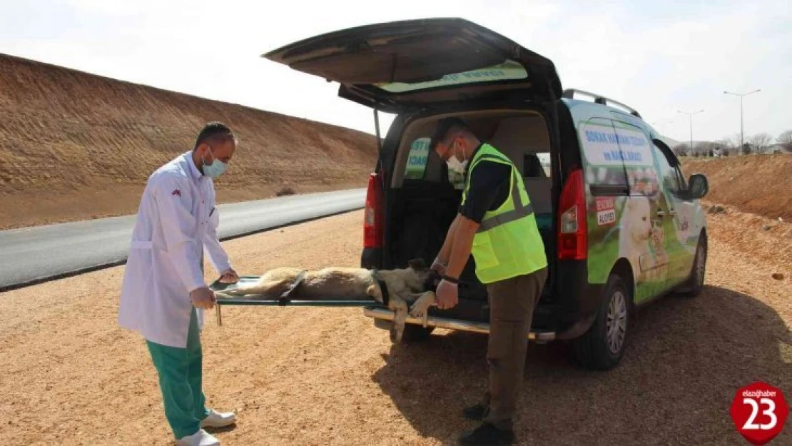 Elazığ'da Can dostlar için Tedavi ve Nakil Aracı Hizmete Girdi