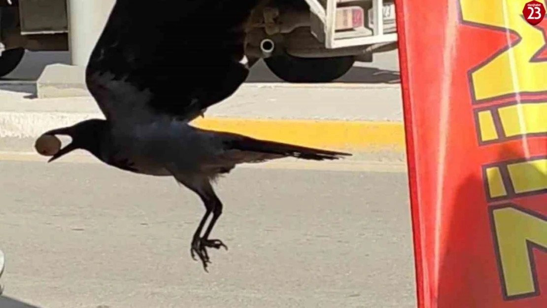 Elazığ'da Zekasıyla Şaşırtan Karga, Çerezciden Ceviz Çaldı