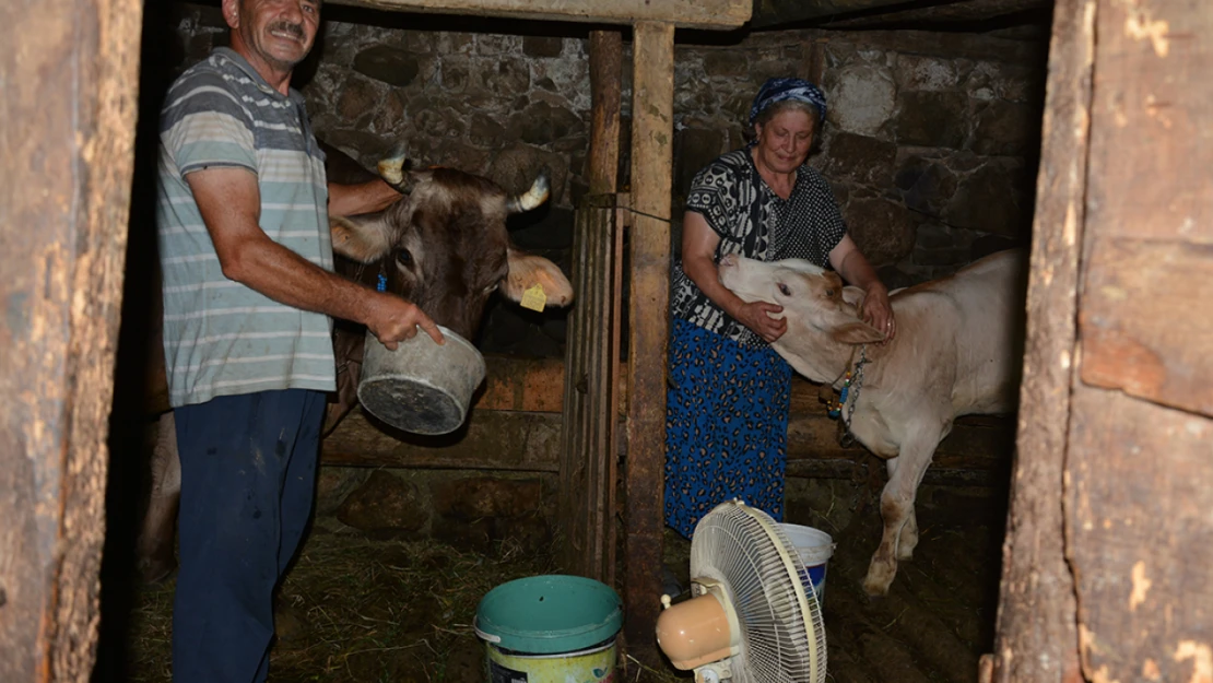 Çiftçi Dursun Ali Şahinbaş Evindeki Tek Vantilatörü İneklerinin Serinlemesi İçin Ahıra Kurdu