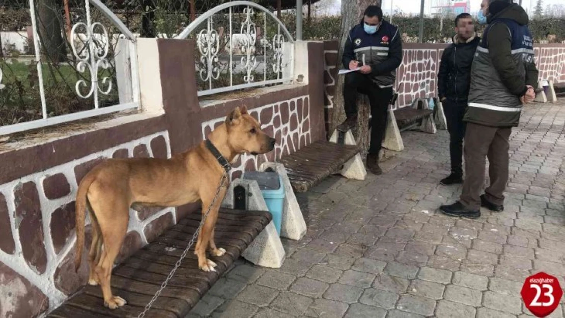 Pitbull Köpeğini Kendi İsteğiyle Teslim Etti