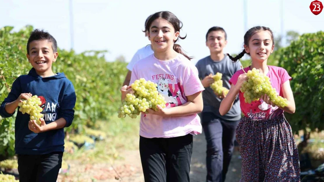 Elazığ'da Çocuklar üzüm hasadına renk katıyor