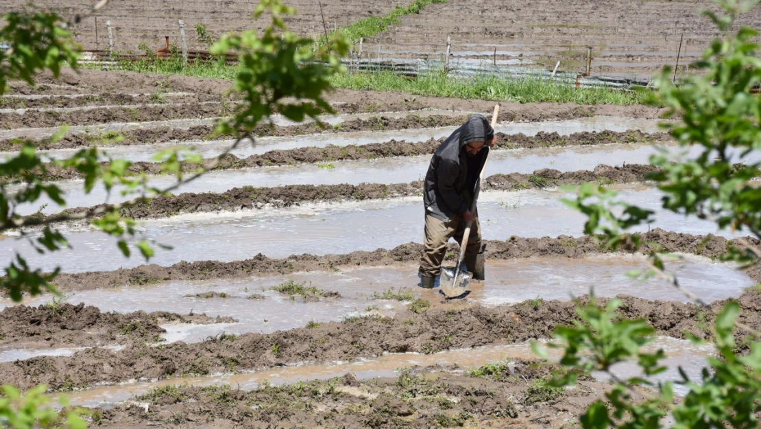 Çukurca'da Ata Tohumundan Yılda 180 Ton Pirinç Üretiliyor