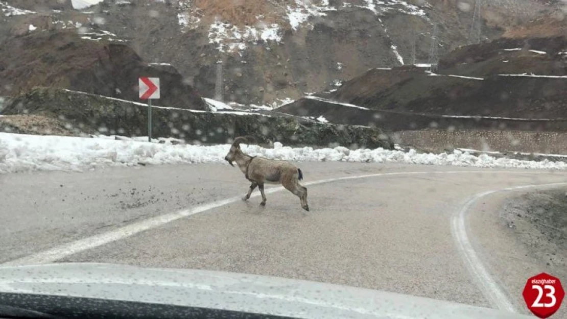 Dağ keçileri karayoluna indi