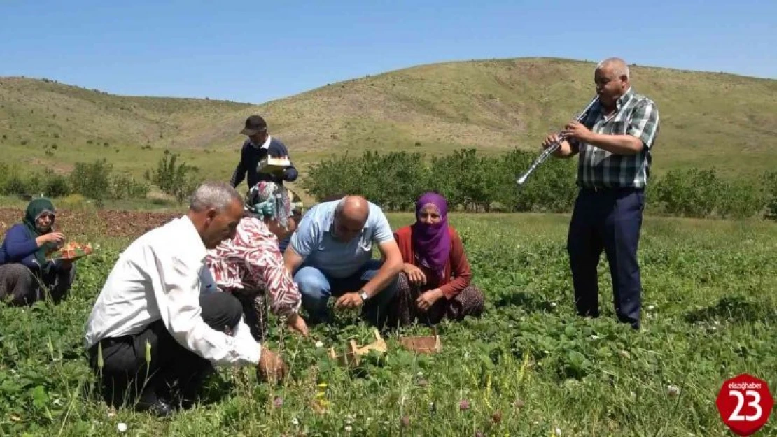 Elazığ'da Davul Klarnet Eşliğinde Çilek Hasadı Başladı