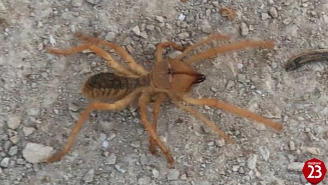 Sarı Kız Örümceği Elazığ'da Paniğe Neden Oldu